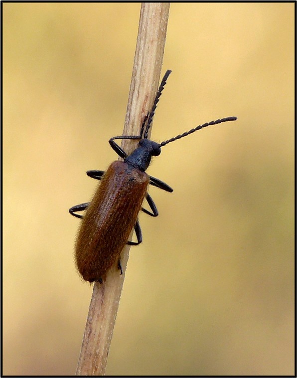 Rhagonycha femoralis? No. maschio di Lagria hirta